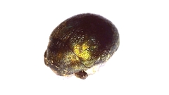 Lamprobyrrhulus nitidus