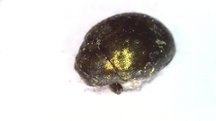 Lamprobyrrhulus nitidus