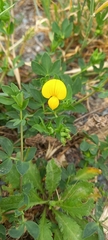 Lotus corniculatus