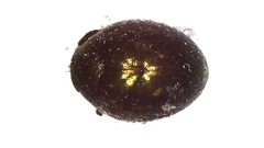 Lamprobyrrhulus nitidus