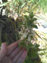 Stachys ocymastrum