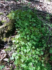 Hesperocodon hederaceus