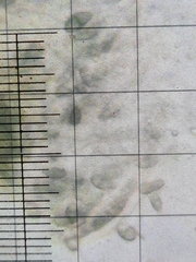 Chaenothecopsis pusilla
