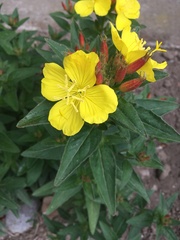 Oenothera glazioviana