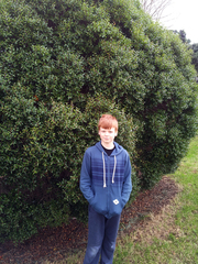 Metrosideros bartlettii