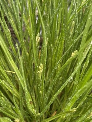 Carex