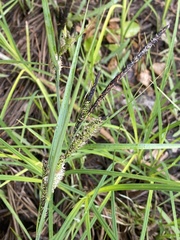 Carex nigra