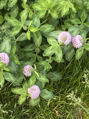 Trifolium pratense pratense