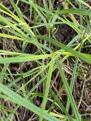 Carex nigra