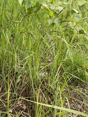 Carex nigra