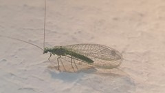 Pseudomallada subcostalis