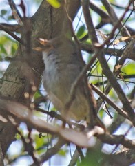 Euscarthmus meloryphus