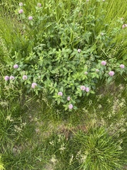 Trifolium pratense pratense