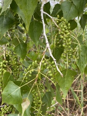 Populus
