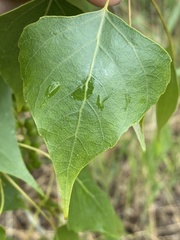 Populus