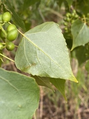 Populus