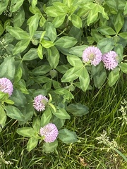 Trifolium pratense pratense