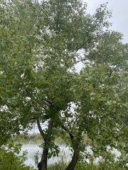 Populus