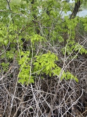 Acer negundo