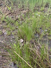 Juncus compressus
