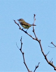 Euscarthmus meloryphus