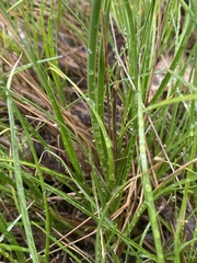Juncus compressus