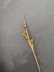 Juncus compressus