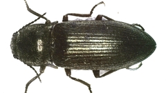 Selatosomus