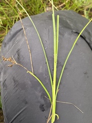 Juncus compressus