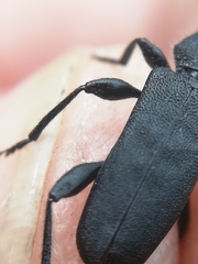 Ropalopus macropus