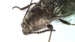 Selatosomus