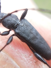 Ropalopus macropus