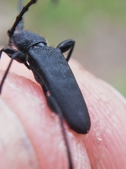 Ropalopus macropus
