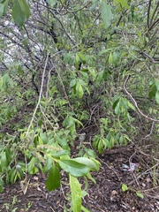 Salix