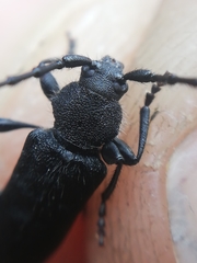 Ropalopus macropus