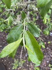 Salix