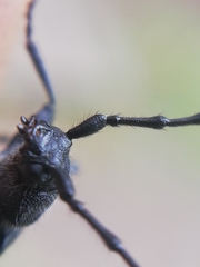 Ropalopus macropus