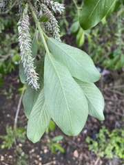 Salix