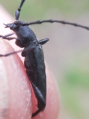 Ropalopus macropus