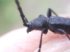 Ropalopus macropus