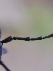 Ropalopus macropus