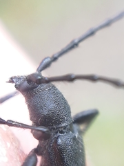 Ropalopus macropus