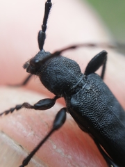 Ropalopus macropus