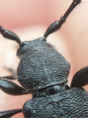 Ropalopus macropus