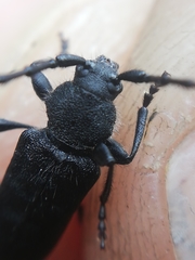Ropalopus macropus