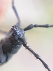 Ropalopus macropus
