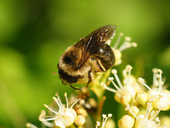 Anthophila