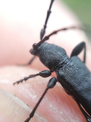 Ropalopus macropus