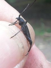 Ropalopus macropus