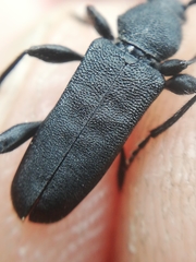 Ropalopus macropus